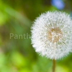 pusteblume i