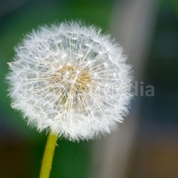 pusteblume ii