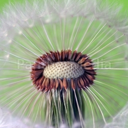 dandelion 5
