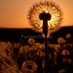 pusteblume 2