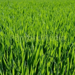 green spirit