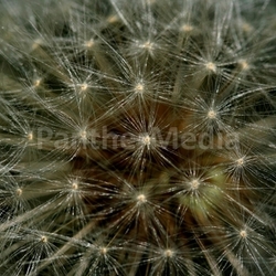 make a wish