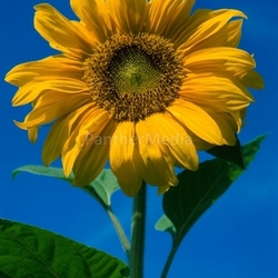 sunflower 1
