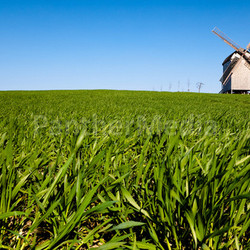 grain mill in brandenburg