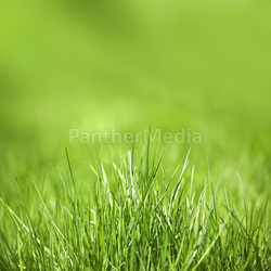 green grass