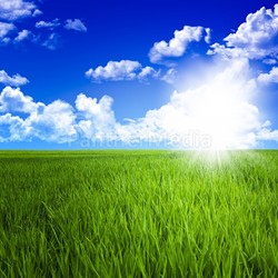 grass field and sky
