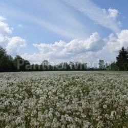 dandelion ii