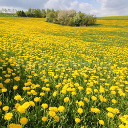 overlooking flower meadow