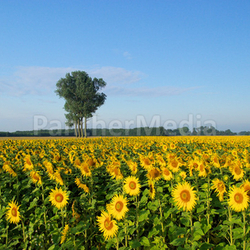 sunflower field - sunflowers field 05