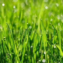 morning dew