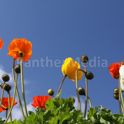 poppies