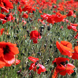 Red Poppies.