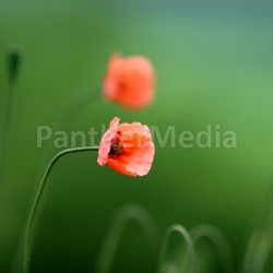 poppy [green red]
