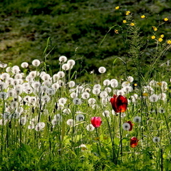 flower meadow