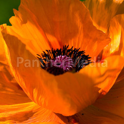 big orange - poppy