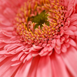 Gerbera flower