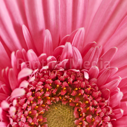 Gerbera flower