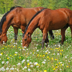 two horses in a paddock