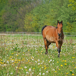 braunes Pferd auf einer Wiese