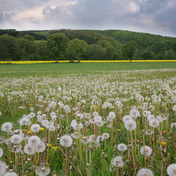 spring meadow