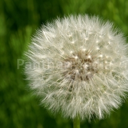 perfect blowball sperm kinderfreuden enviroment plant bloom