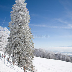 snowy tree