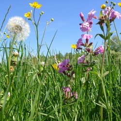 summer meadow