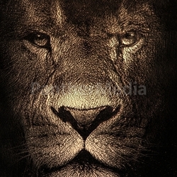 lion