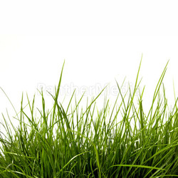Green Grass