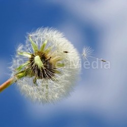 dandelions in the sky with pollen
