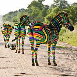 south african zebra foolball