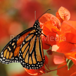 monarch butterfly