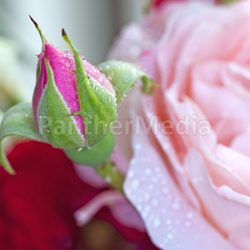 Rose bud