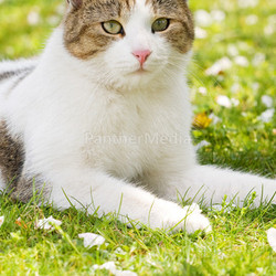 cat is in the garden