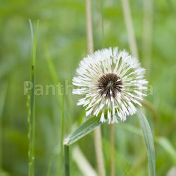 wet dandelion - taraxacum