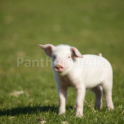 piglets on meadow