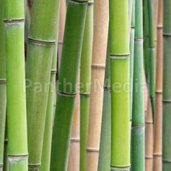 bamboo - bamboo 39