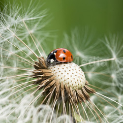 ladybug on a dandelion