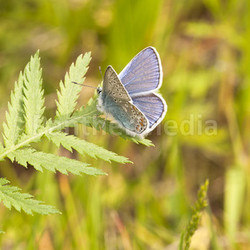 blue - lycaenidae