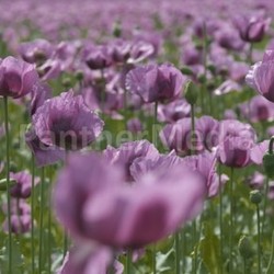 poppy field