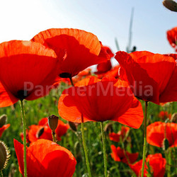 poppy