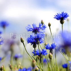 cornflower