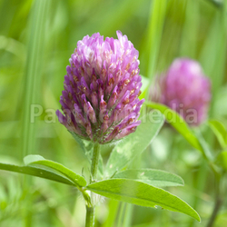 klee - trifolium