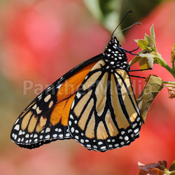 monarch butterfly