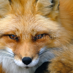 Red Fox Portrait