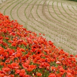 Mohnfeld