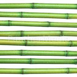fresh bamboo background