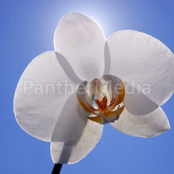 orchid