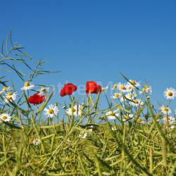 summer flowers