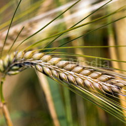  grain,wheat and ears